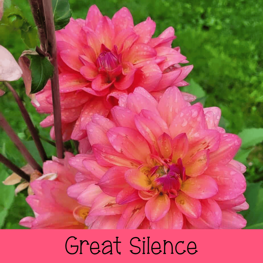 Great Silence
