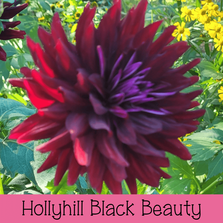 Hollyhill Black Beauty