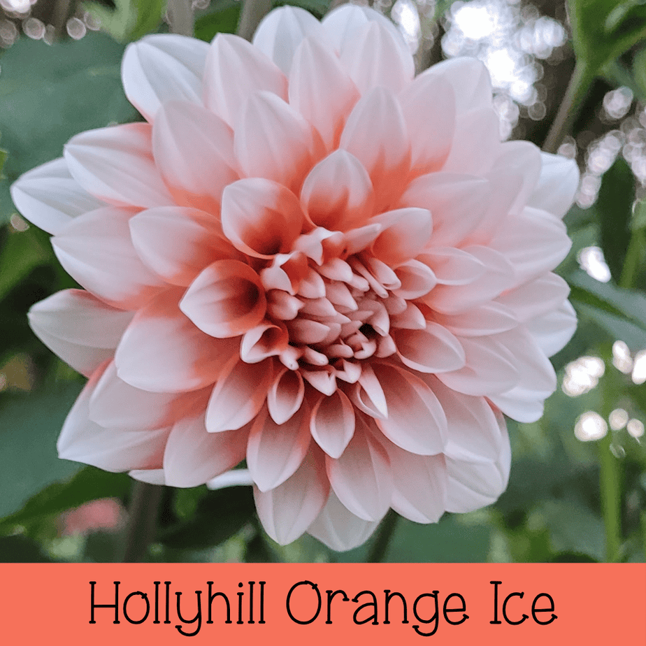 Hollyhill Orange Ice