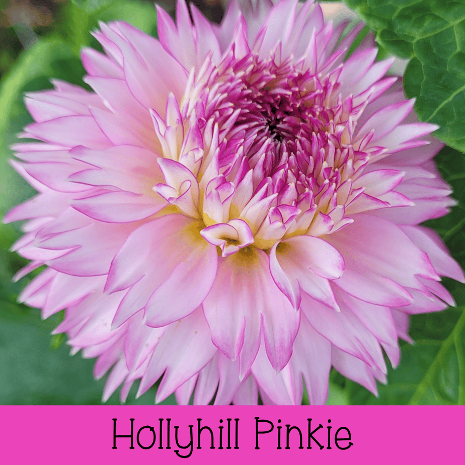 Hollyhill Pinkie