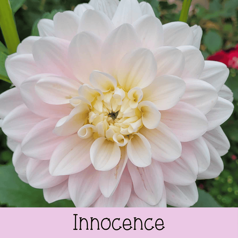 Innocence