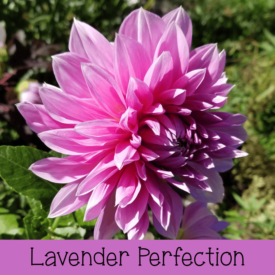 Lavendar Perfection
