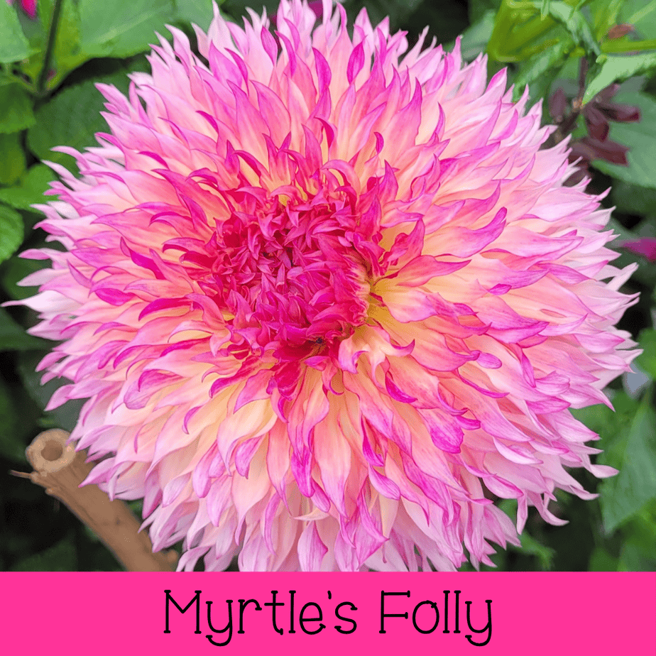 Myrtle's Folly