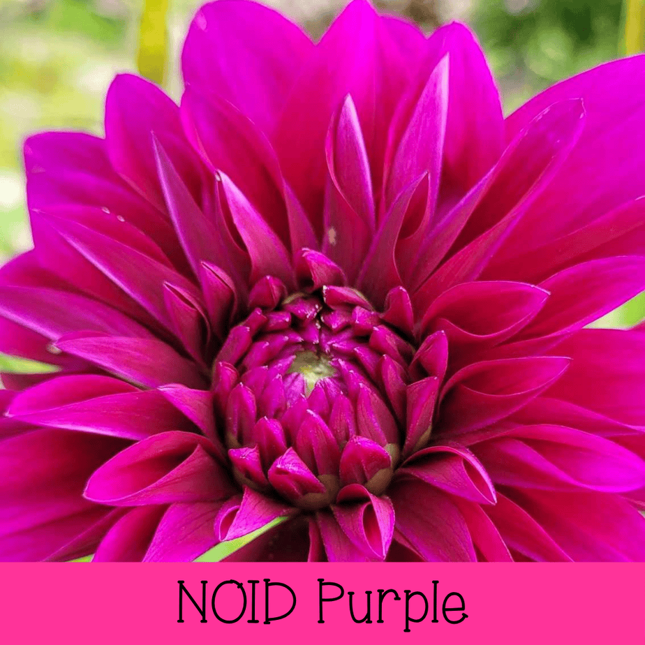NOID: Purple