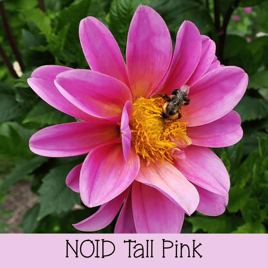 NOID Tall Open Pink