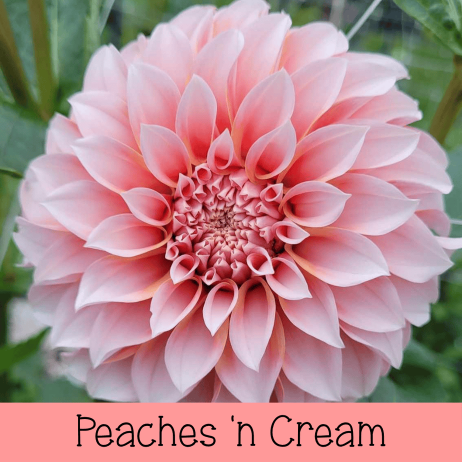 Peaches 'n Cream