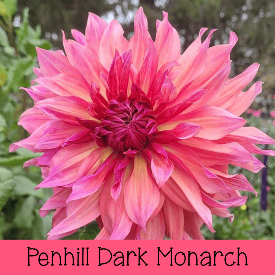 Penhill Dark Monarch
