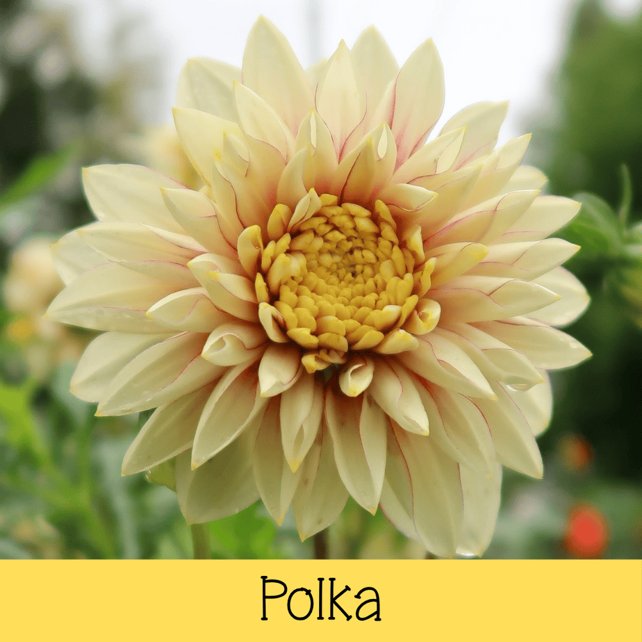 Polka