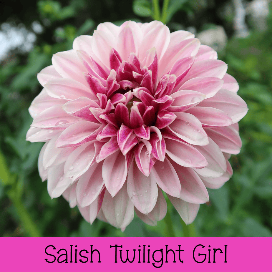 Salish Twilight Girl