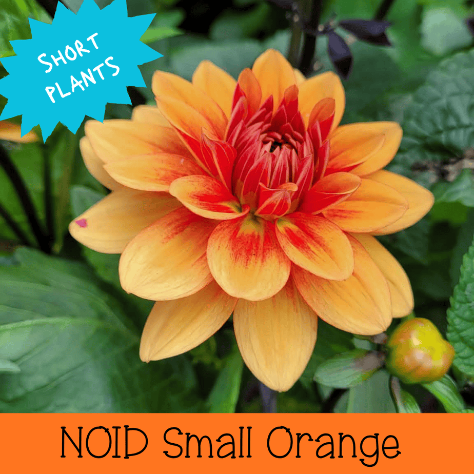 NOID Small Orange Dark Stem
