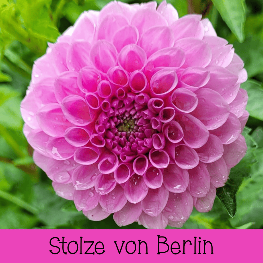 Stolze von Berlin