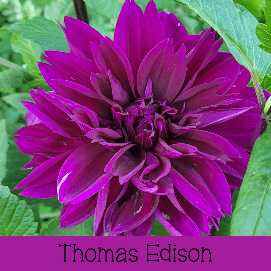 Thomas Edison