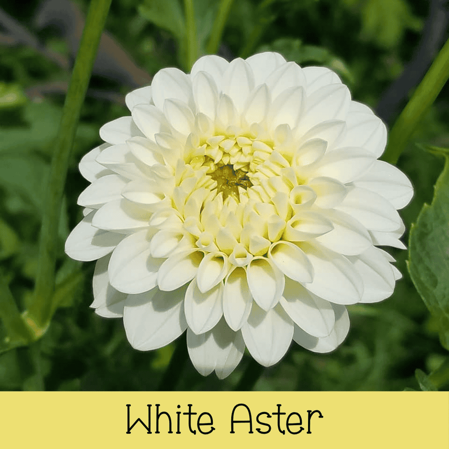 White Aster