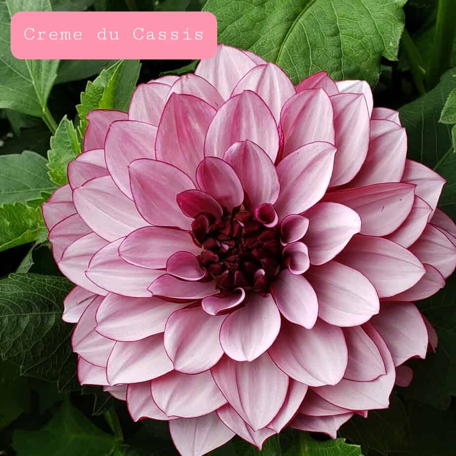 Creme de Cassis