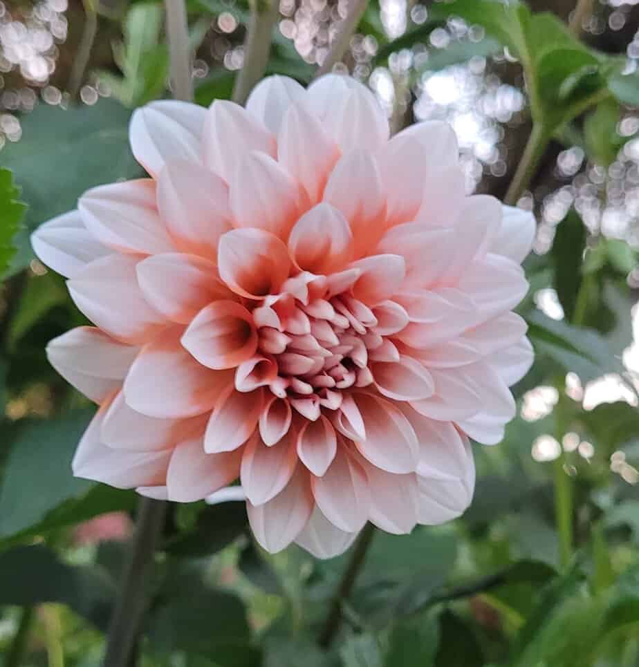 Hollyhill Orange Ice