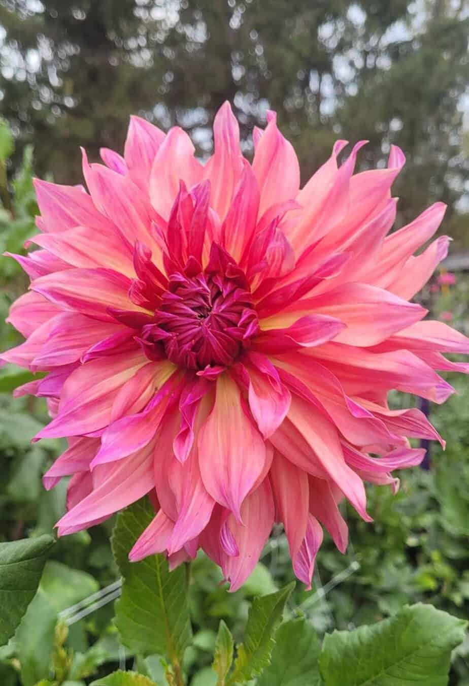 Penhill Dark Monarch