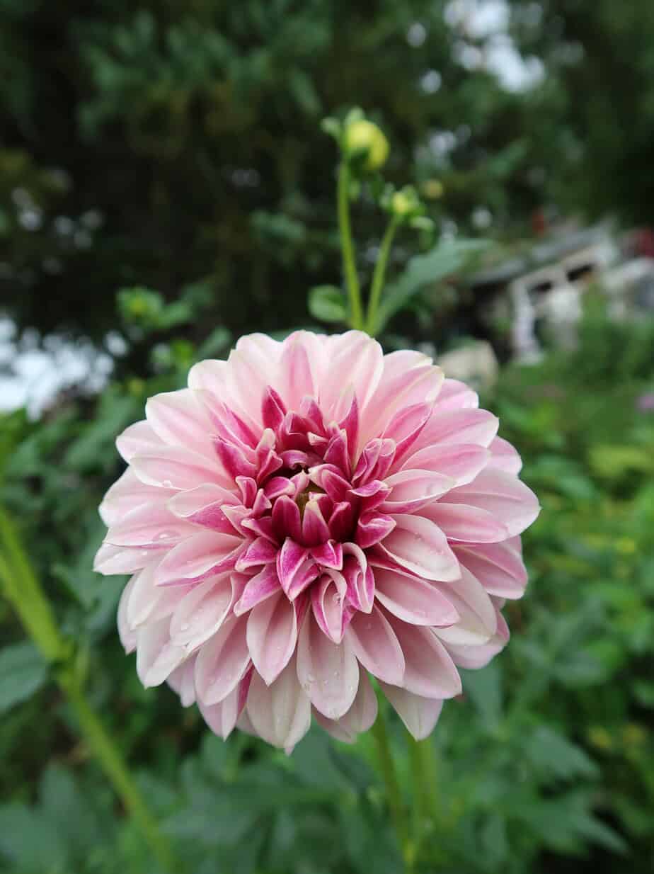 Salish Twilight Girl