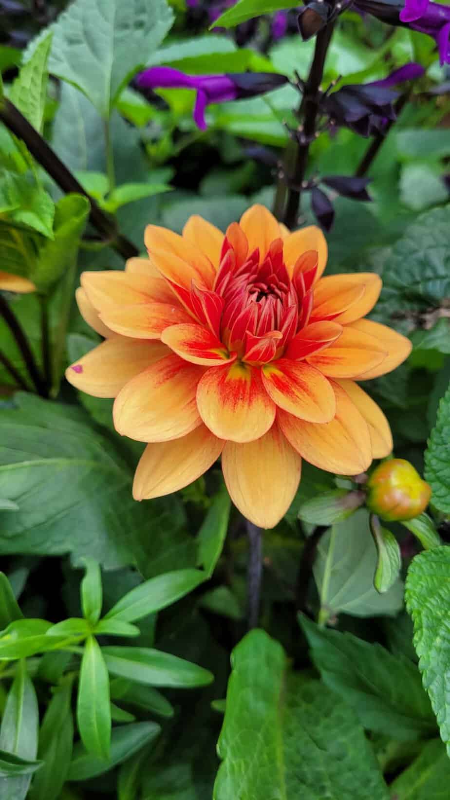 NOID Small Orange Dark Stem