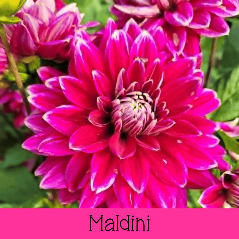 Maldini