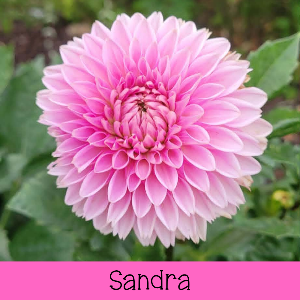 Sandra