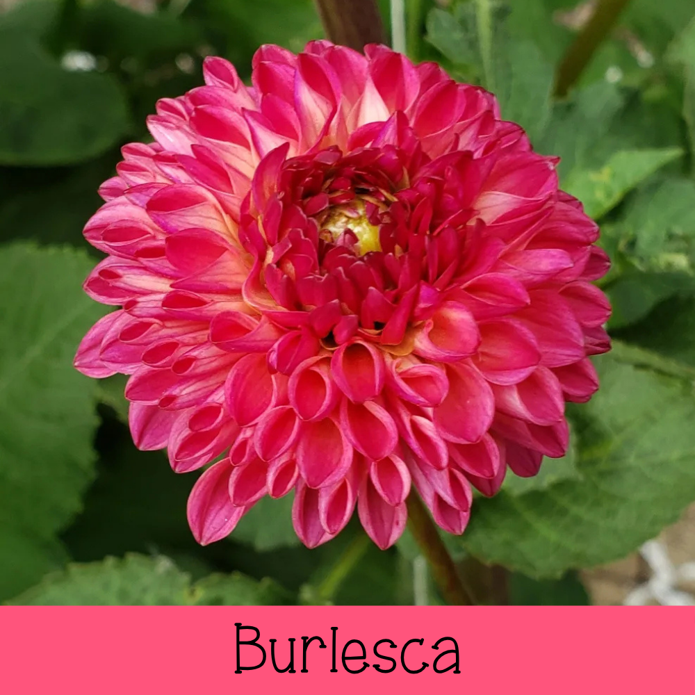Burlesca