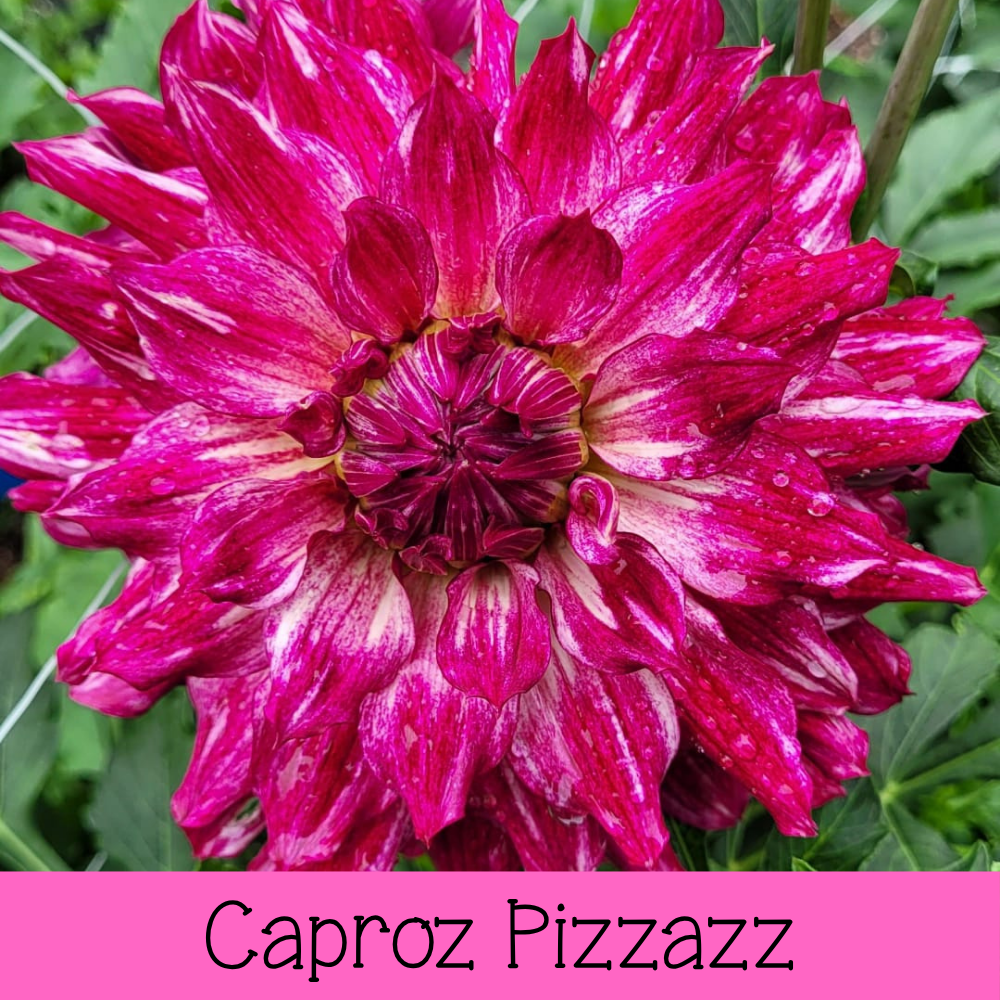 Caproz Pizzazz