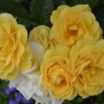 Duluth Rose Garden - Julia Child