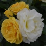 Duluth Rose Garden - Julia Child