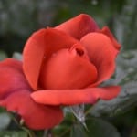 Duluth Rose Garden - Hot Cocoa
