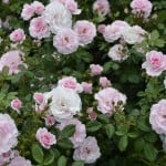 Duluth Rose Garden