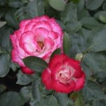 Duluth Rose Garden - Cherry Parfait