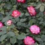 Duluth Rose Garden - Cherry Parfait