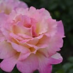 Duluth Rose Garden - Chicago Peace