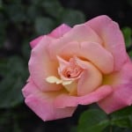 Duluth Rose Garden - Chicago Peace