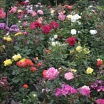 Duluth Rose Garden