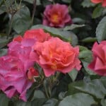 Duluth Rose Garden - Cinco De Mayo