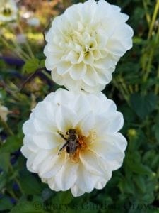 White Dahlias with Bee